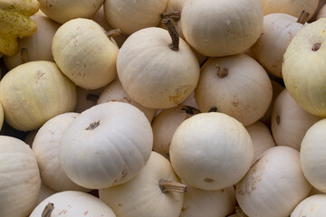 Lots of decorative white mini pumpkins at the outdoor farmers market
