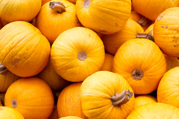 Lots of whole yellow-orange pumpkins. Top view, flat lay