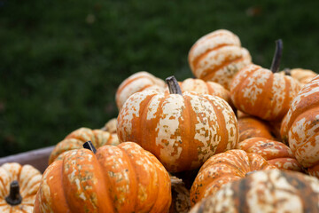 Background of many mini pumpkins under sunlight. Harvest, pumpkin show