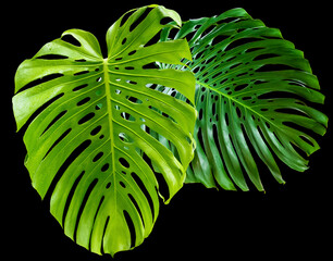 feuilles géantes de philodendron sur fond noir  © Unclesam