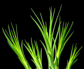 bourgeons rejets de beaucarnéa sur fond noir 