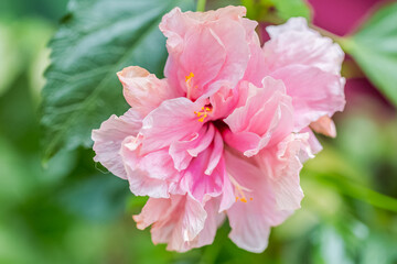 Hibiscus rose poudr&eacute; 