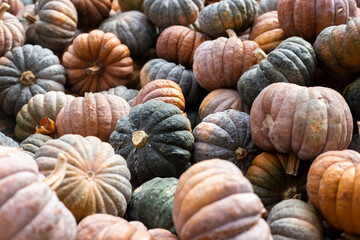 Background of many decorative mini pumpkins. Top view, flat lay