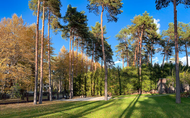 Beautiful autumn park with tall pines and fall color foliage on lindens in Mezaparks, Riga, Latvia. Autumn landscape, autumn postcard. Natural beauty in nature.