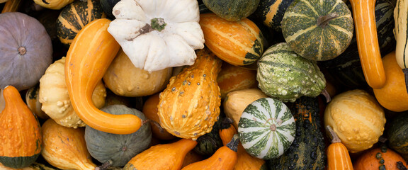Colorful varieties of pumpkins and squash. Harvest concept. Top view, flat lay. Banner