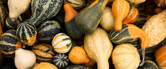 Colorful varieties of pumpkins and squash. Harvest concept. Top view, flat lay. Banner