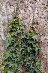 A sprig of evergreen ivy creeps up the bark of a tree