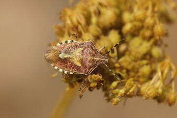 Dorsal closeup on an adult sloe bug, Dolycoris baccarum in a garden