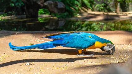 Blue-and-yellow macaw (Ara ararauna) at the zoo © Morada Nômade/Wirestock Creators