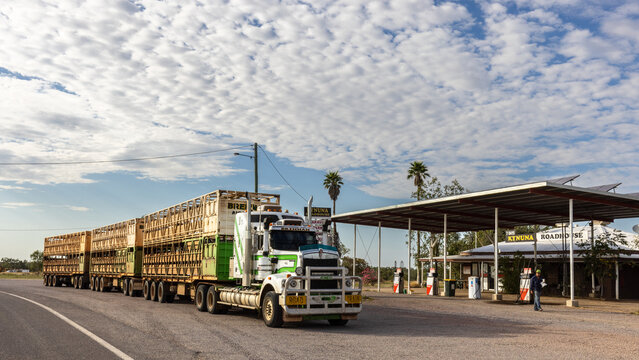 Road train transporting cows sur la Barkley highway, Australia