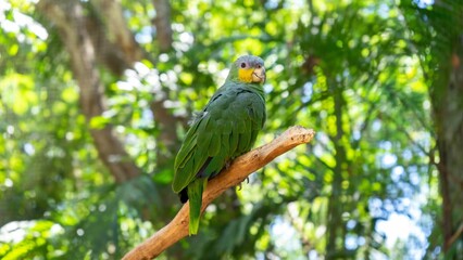 Amazon parrot perched on branch at the zoo © Morada Nômade/Wirestock Creators