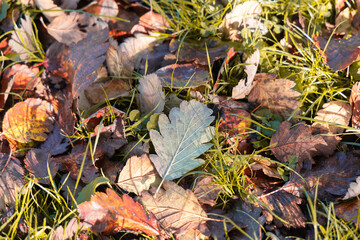 Autumn landscape. Autumn fallen leaves on the grass.