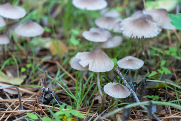 Group wild inedible mushroom mycena vulgaris growing on forest floor. Toadstool vulgar bonnet small mushrooms on thin leg and grey cap. Fungus in autumn time. Mycena poisoning.