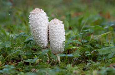 shaggy mushroom in the garden