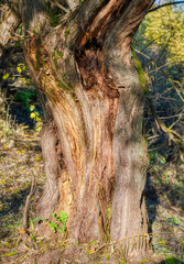 Close-up of the tree's stale bark