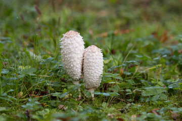 mushrooms in the garden,