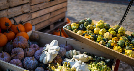 Kürbisse in Holzkisten auf einem Markt