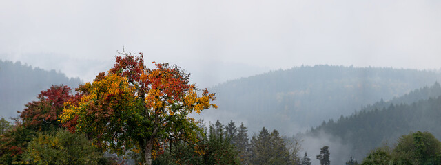 Amazing mystical rising fog forest autumnal trees on meadow and firs landscape in black forest (...