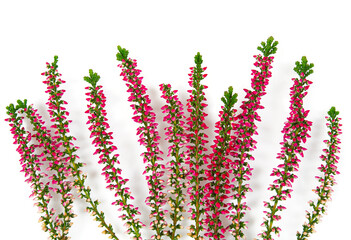 Blooming colorful heather flowers (calluna vulgaris L.) isolated on white background.