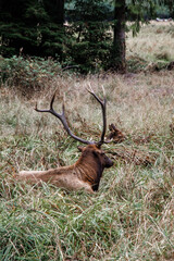 Elk with his big branched antlers laying in the field by the road in Oregon