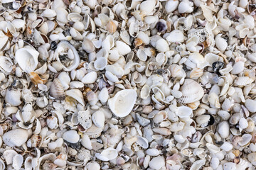 shells on the beach