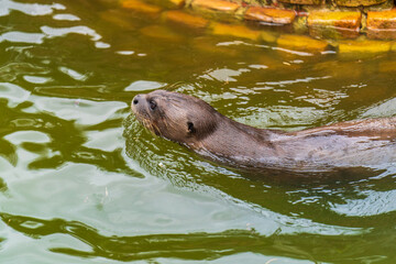 Giant otter swimming