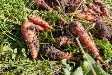 A crop of carrots is being dug up from the ground in the garden. Growing carrots. Carrot harvest.