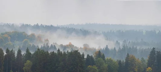 Poster Im Rahmen Amazing mystical rising fog forest autumnal trees and firs landscape in black forest ( Schwarzwald ) Germany panorama banner - Dark autumn mood © Corri Seizinger