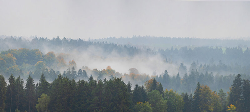 Fototapeta Amazing mystical rising fog forest autumnal trees and firs landscape in black forest ( Schwarzwald ) Germany panorama banner - Dark autumn mood