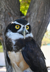Spectacled Owl, Pulsatrix perspicillata, a large tropical owl native to the neotropics, 