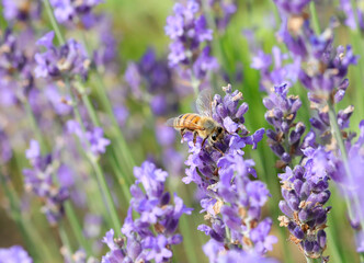 flowers of fragrant lavender and a bee that sucks nectar to pollinate