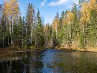 The Kolos river flows in the forest in autumn in the Republic of Karelia, northwest Russia - obrazy, fototapety, plakaty