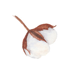 Cotton boll watercolor illustration isolated on white background.