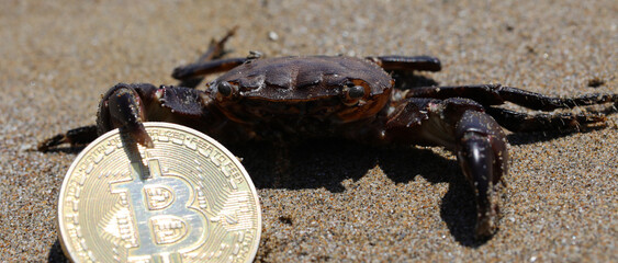 crab grabbing the golden Bitcoin coin with the claw