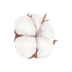 Cotton boll watercolor illustration isolated on white background.