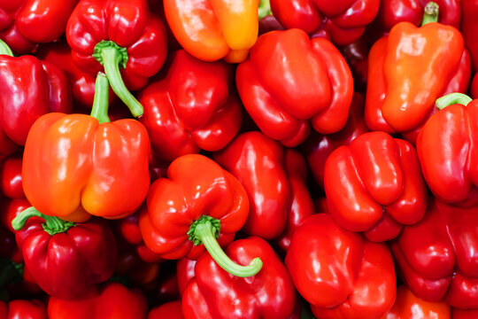 Bulgarian peppers on the counter in the store. Red fruits of ripe peppers wholesale and retail. Close-up