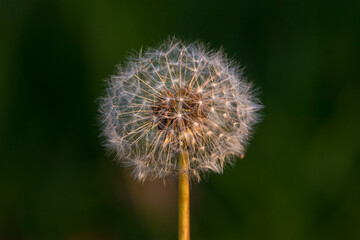 dandelion seedhead against dark background