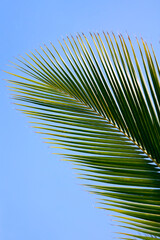 Tropical palm leaf against blue sky - 537324489