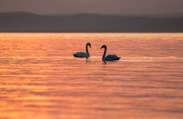 Fototapeta na wymiar swans on the lake
