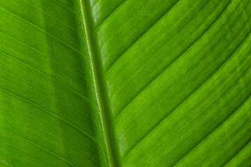 Green leave texture pattern close up