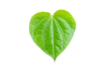 Betel leaf