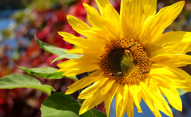 Bee eats pollen from a yellow sunflower with sunlight