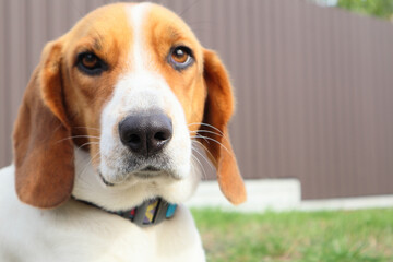 Close-up of Beagle against green grass background. Estonian Hound great hunting dog sitting on the grass in park