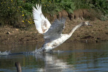Décollage immédiat