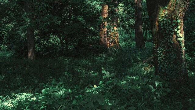 Beautiful shot of a dark green forest during the day