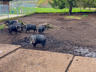 pigs in a field