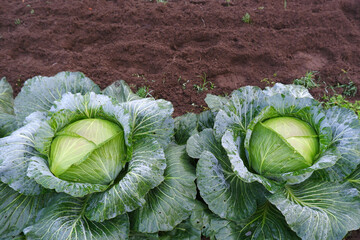 Two fresh green cabbages ripening in the garden of a farmer's field. Organic vegetable on an organic farm. The concept of agriculture. Healthy and healthy food for humans. Growing cabbage.