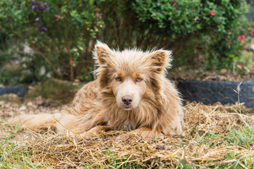 Brown dog with abundant hair, lying on the grass.