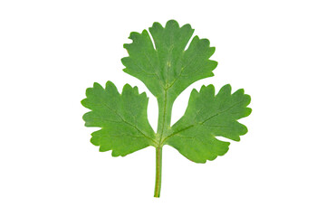 Coriander