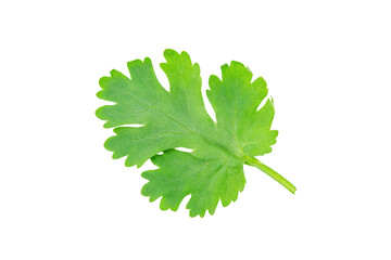 Coriander